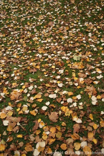 Autumn Colours - Photo 3