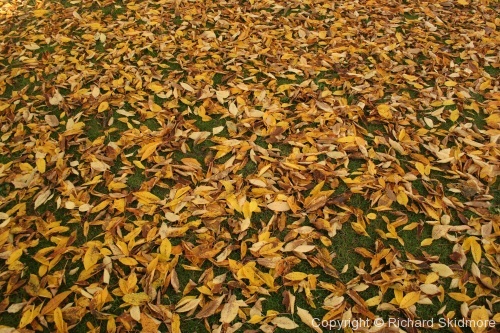Autumn Colours - Photo 5