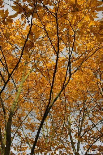 Autumn Colours - Photo 6