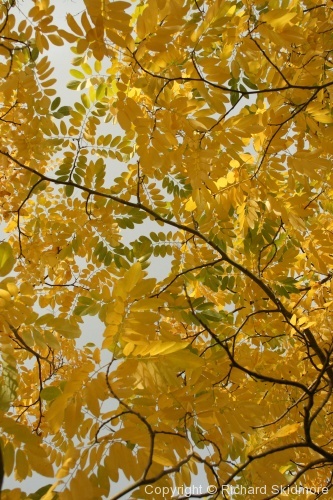 Autumn Colours - Photo 9