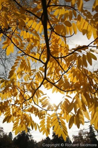 Autumn Colours - Photo 10