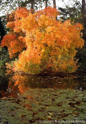 Autumn Colours - Photo 11