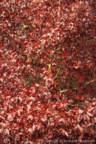 Autumn Colours - Photo 14