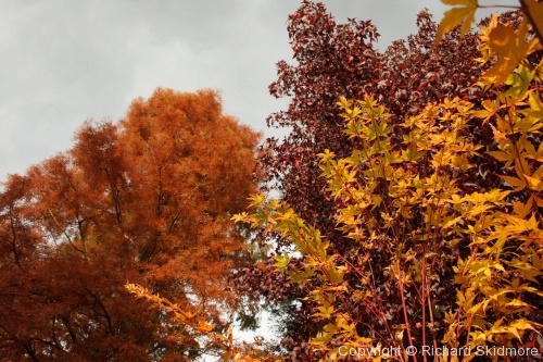 Autumn Colours - Photo 15