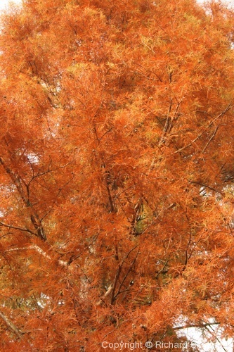 Autumn Colours - Photo 16