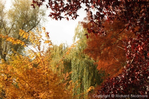 Autumn Colours - Photo 17