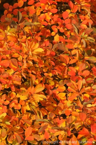 Autumn Colours - Photo 18