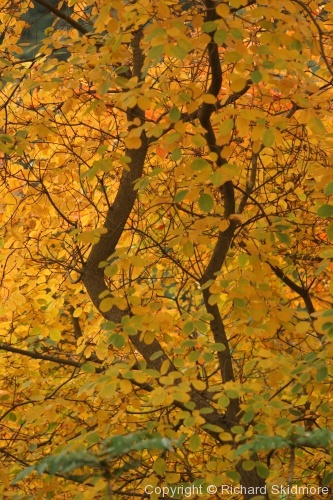 Autumn Colours - Photo 20