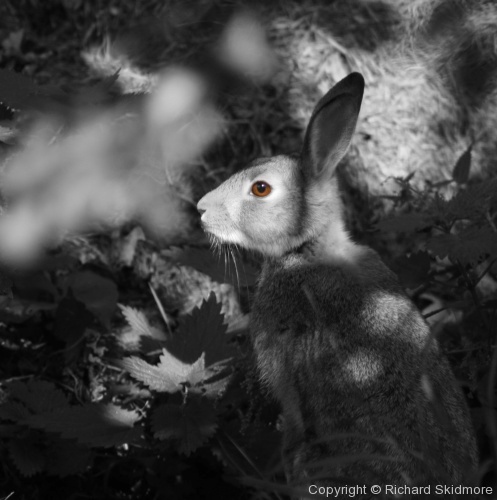 Black & White & a touch of colour : Animals - Photo 2